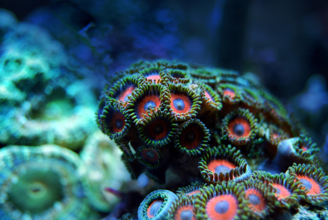saltwater reef aquarium coral
