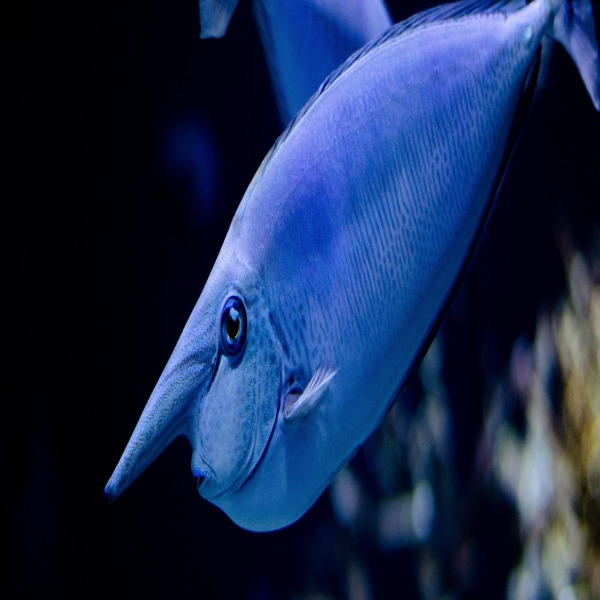 aquarium fish close up