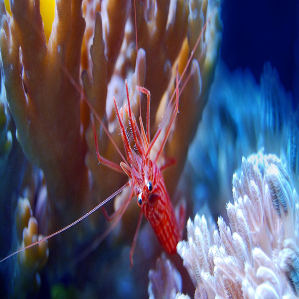 reef coral closeup